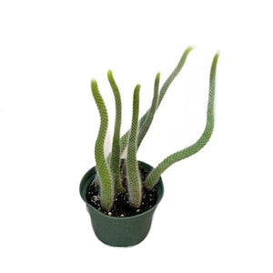 May include: A potted cactus with long, slender, green stems and small white dots. The stems curve upwards and outwards from a dark green plastic pot. The plant has a fuzzy texture and is set against a white background.
