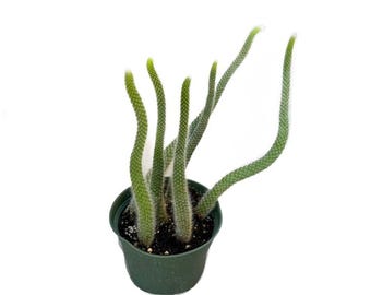 Monkey Tail Cactus - Etsy