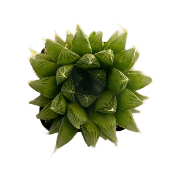 Cathedral Window | 2 inch | Haworthia cymbiformis var. obesa | Live Succulent Plant | Indoor Plant | House Plant