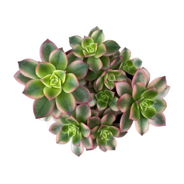 Aeonium Kiwi | 4 inch | Aeonium haworthii | Live Succulent Plant | Indoor Plant | Drought Tolerant