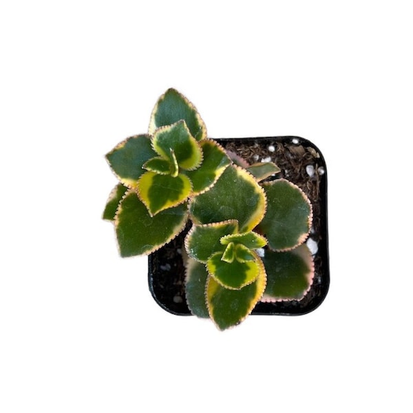 Variegated Trailing Jade Plant |  2 inch | Crassula sarmentosa Variegata 'Comet' | Live Succulent Plant | Indoor Plant | House Plant