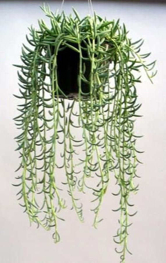 String of Fishhooks 4 Inch Live Succulent Hanging Plant Indoor Plant House  Plant 