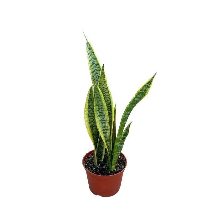 Snake Plant Sansevieria Laurentii - Air-purifying, Easy to Care Plants 6" Pot / Cow Pot by Succulents Box