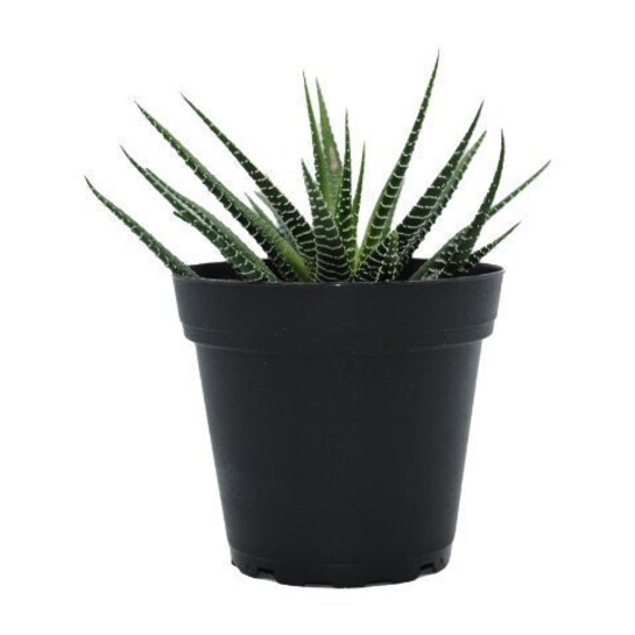 how to keep a zebra plant alive