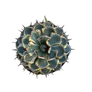 May include: A close-up of a green and white agave plant with sharp, spiky leaves. The plant has a rosette shape and is in a pot.