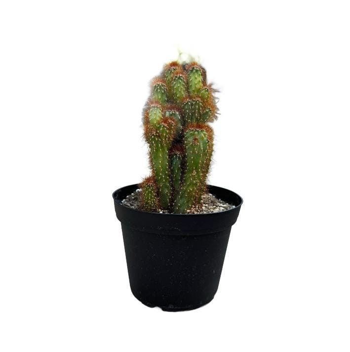 roter kriechender thymian kaufen Kaufen Sie kriechenden Thymian Thymus praecox 'Coccineus' rosaroten Thymian