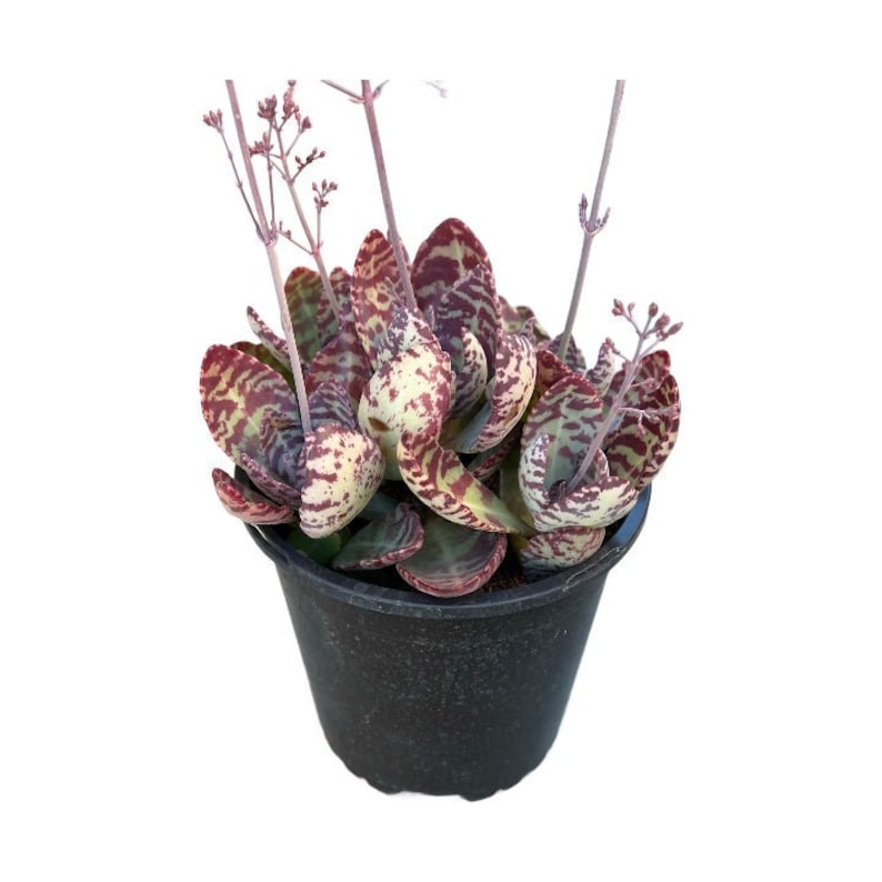 Kalanchoe Humilis Desert Surprise - Thumbnail 2