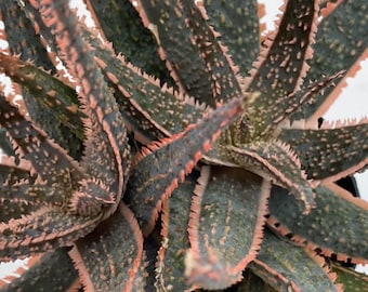 Purple Haze Aloe | 4 inch | Live Succulent Plant | Indoor Plant | House Plant