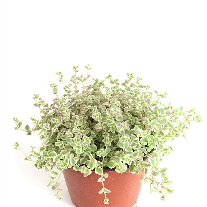 Variegated Little Missy Sedum | 2 inch | Live Succulent Plant | Indoo…