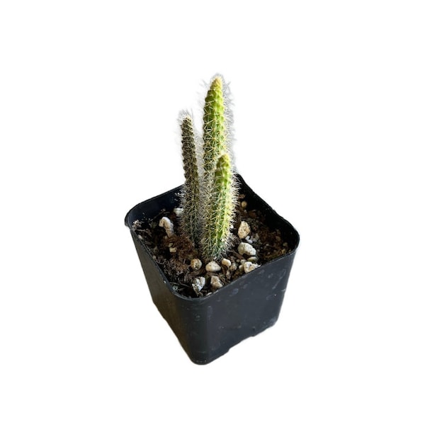 Cactus à queue de rat | 2 pouces | Aporocactus flagelliforme | Plante de cactus vivante | Succulentes | Plante d'intérieur | Résistant à la sécheresse