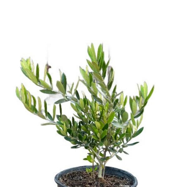 Little Ollie Dwarf Olive Tree | 1 Gallon | Olea europaea Montra | Live Succulent | Indoor Plant | Nursery Plant