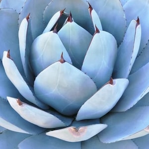 Artichoke Agave | 8 inch | Agave parryi var. truncata | Live Succulent Plant | Cactus | Indoor Plant | Drought Tolerant Plant | Bareroot