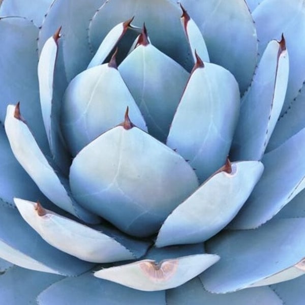 Native Artichoke Agave | 8 inch | Agave parryi var. truncata | Live Succulent Plant | Cactus | Indoor Plant | Drought Tolerant Plant