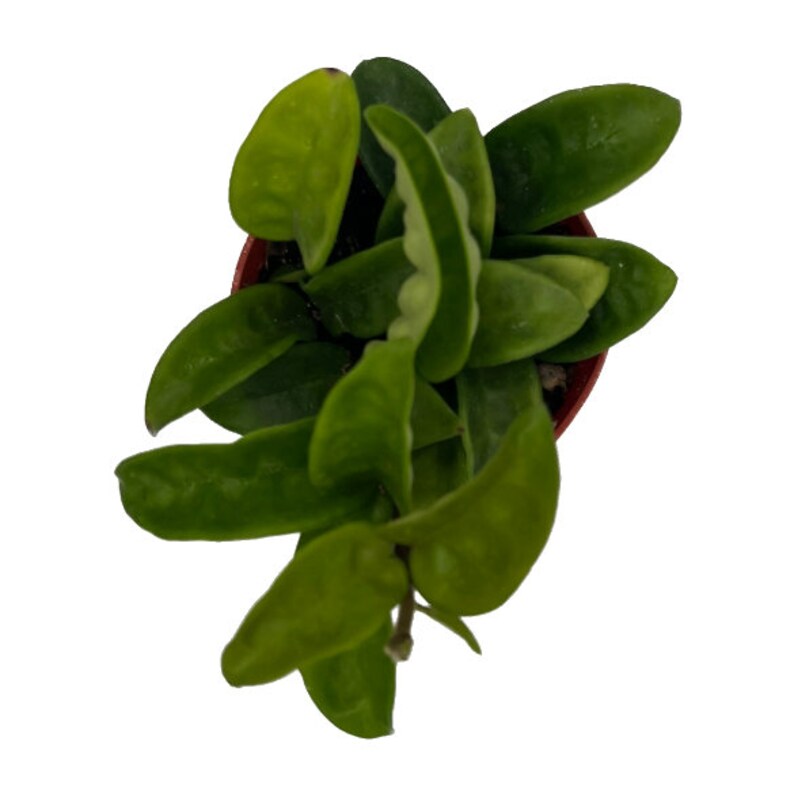NativeWestCalifornia Hoya Carnosa - Thumbnail 3