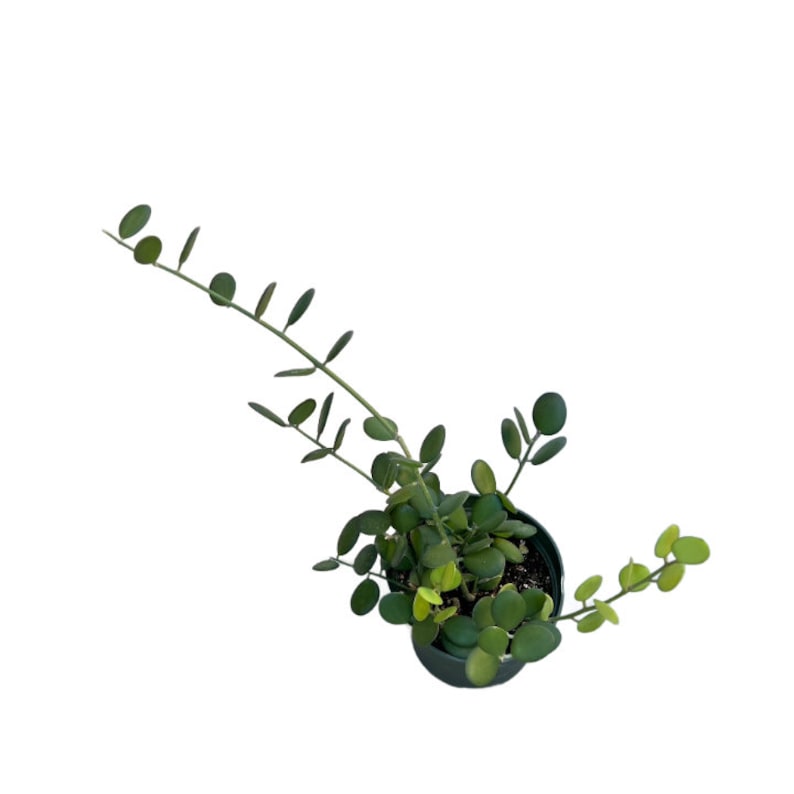 NativeWestCalifornia Silver Dollar Vine - Thumbnail 3