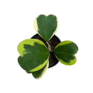 Hoya Sweetheart Variegated | 4 inch | Variegated Hoya Kerrii | Live Succulent Plant | Indoor Plant