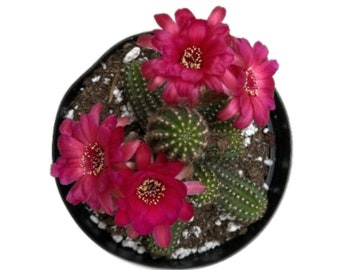 Native Rose Quartz Peanut Cactus | 6 inch | Echinopsis Hybrid | Live Cactus Plant | Succulent | Indoor Plant | Drought Tolerant
