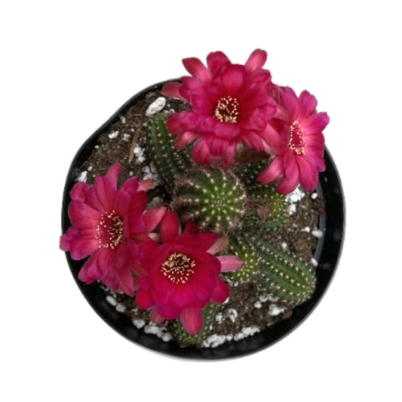 NativeWestCalifornia Peanut Cactus - Thumbnail 2
