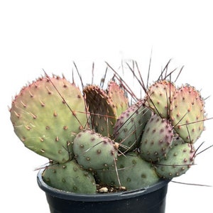 Santa Rita Prickly Pear | 1 Gallon | Opuntia violacea Santa Rita | Live Cactus Plant | Succulent | Indoor Plant | Drought Tolerant