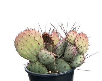 Santa Rita Prickly Pear | 1 Gallon | Opuntia violacea Santa Rita | Live Cactus Plant | Succulent | Indoor Plant | Drought Tolerant