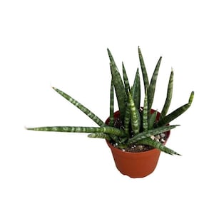 Sansevieria Cylindrica Straight 4 inch Dragon Fingers Snake Plant Air Purifying Indoor Plant House Plant image 2