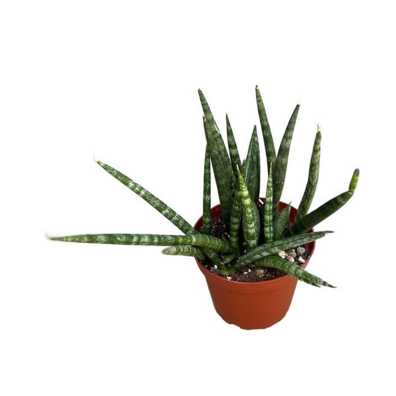 Sansevieria Cylindrica Straight 4 inch Dragon Fingers Snake Plant Air Purifying Indoor Plant House Plant image 2