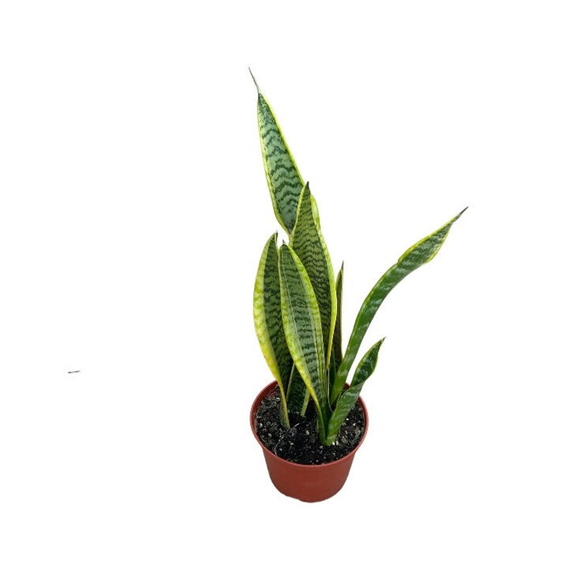 NativeWestCalifornia Snake Plant Laurentii - Thumbnail 2