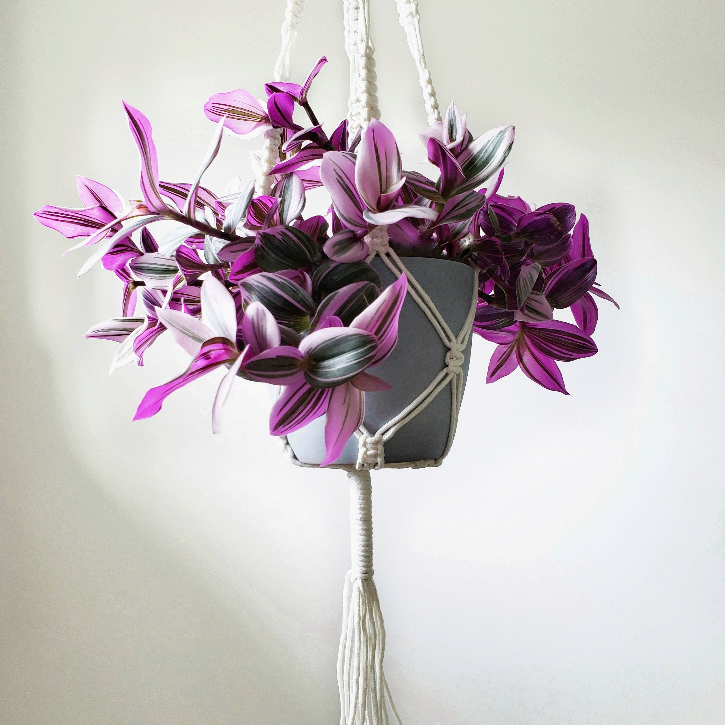Tradescantia Nanouk Pink | 4 inch | Wandering Jew Plant | Live Hangin…