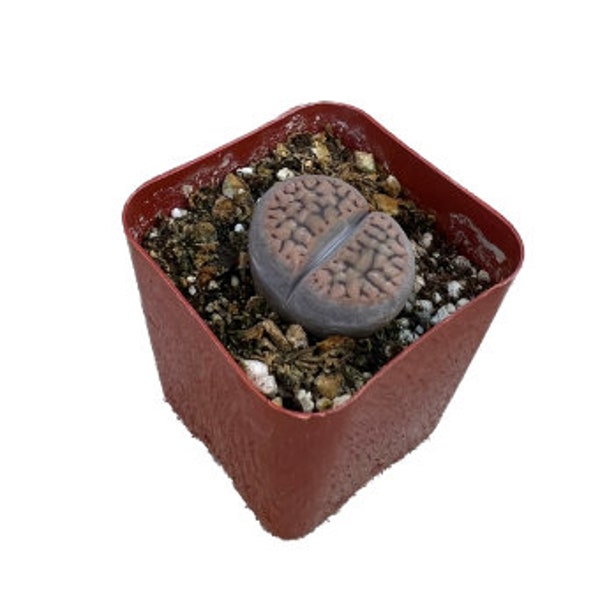 Lithop Stones | 2 inch | Living Stone | Live Succulent Plant | Indoor Plant | Drought Tolerant