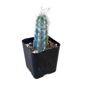 Blue Torch Cactus | 2 inch | Live Cacti Plant | Succulent | Indoor Plant | Drought Tolerant