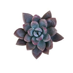 May include: A close-up of a succulent plant with blue-green leaves and reddish-purple edges. The leaves are arranged in a rosette pattern.