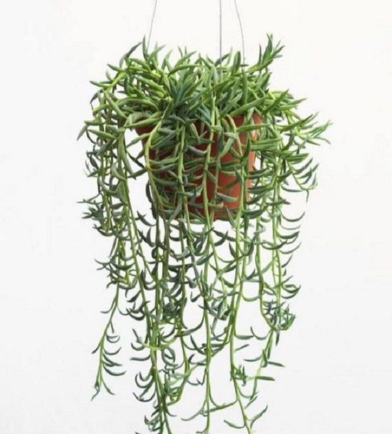 String of Bananas | 2 Inch | Live Succulent | Hanging Plant | Indoor Plant  | House Plant - Etsy Israel