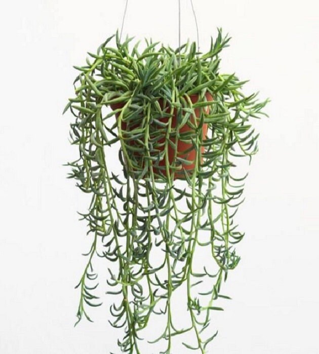 String of Bananas | 6 inch | Senecio Radicans | Live Succulent Hanging Plant | Indoor Plant | House Plant