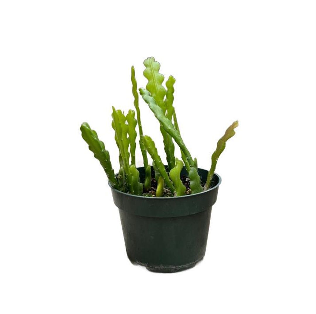 Fishbone Cactus | 4 Inch | Ric Rac Orchid Cactus | Live Cacti Plant ...