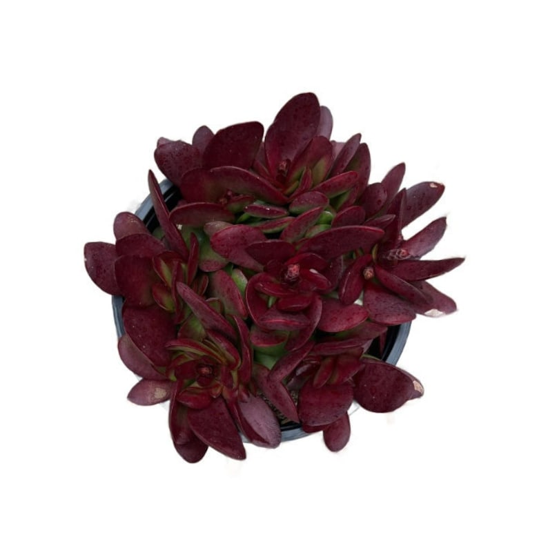 NativeWestCalifornia Crassula platyphylla