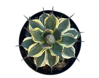 Agave Applanata 'Cream Spike' in 8 Inch Live Succulent