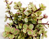 Variegated Elephant Bush 2 inch Portulacaria Afra Variegata Live Succulent Plant Indoor Plant House Plant
