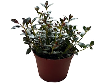 Goldfish Plant | 6 inch | Nematanthus gregarius | Live Plant | Indoor Plant | House Plant