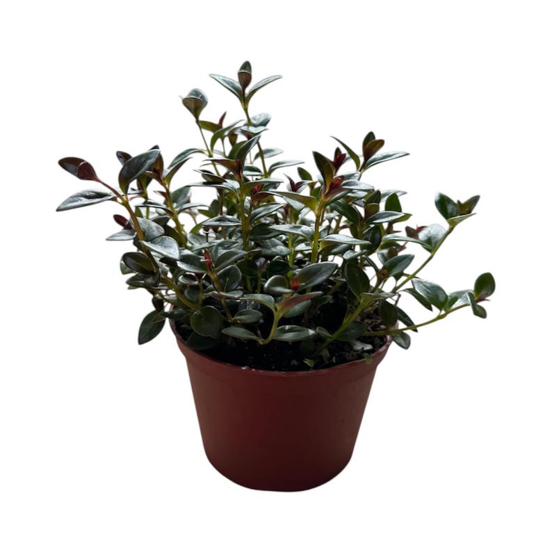 Roślina Złota Rybka | 15 cm | Nematanthus gregarius | Roślina Żywa | Roślina Doniczkowa | Roślina Domowa zdjęcie 1