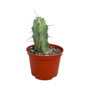 Blue Candle Cactus | 6 inch | Blue Myrtle Cactus | Myrtillocactus Geometrizans | Live Cactus Plant | Drought Tolerant