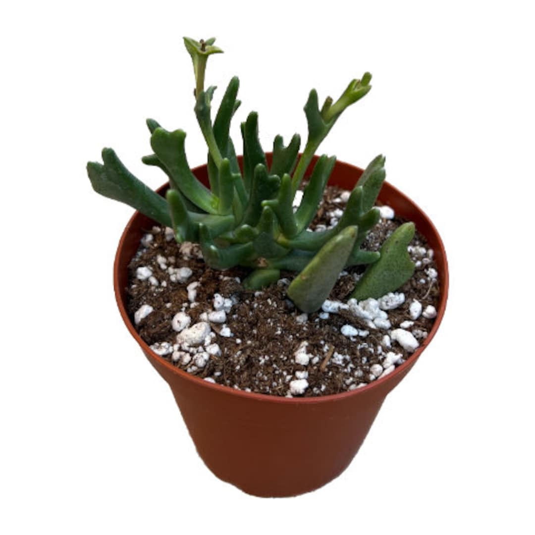 Elkhorn Plant 4 Inch Live Succulent Indoor Plant Etsy