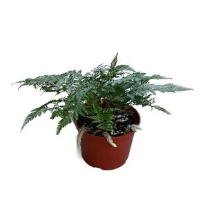 Rabbit's Foot Fern No 01 | 6 inch | Davallia fejeensis | Live House Plant | Exotic Indoor Plant