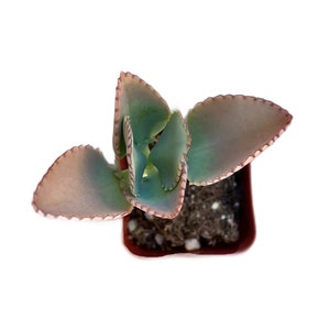 May include: A top-down view of a small succulent plant in a square brown pot. The plant has large, flat, light green leaves with reddish-brown edges. The leaves are arranged in a rosette shape, and the soil is visible.