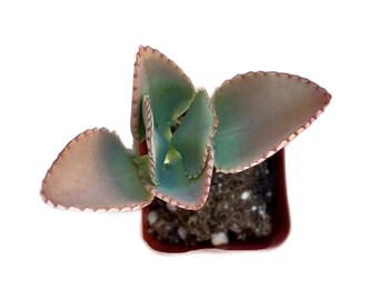 Mother of Thousands | 2 inch | Kalanchoe laetivirens | Devil’s Backbone | Live Succulent Plant | Indoor Plant | House Plant