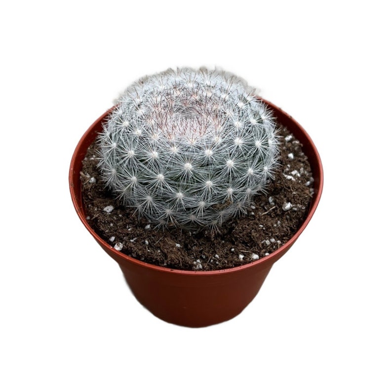 Snowball Cactus 4 inch Mammilloydia candida Live Cactus Plant Succulent Indoor Plant House Plant Drought Tolerant image 3