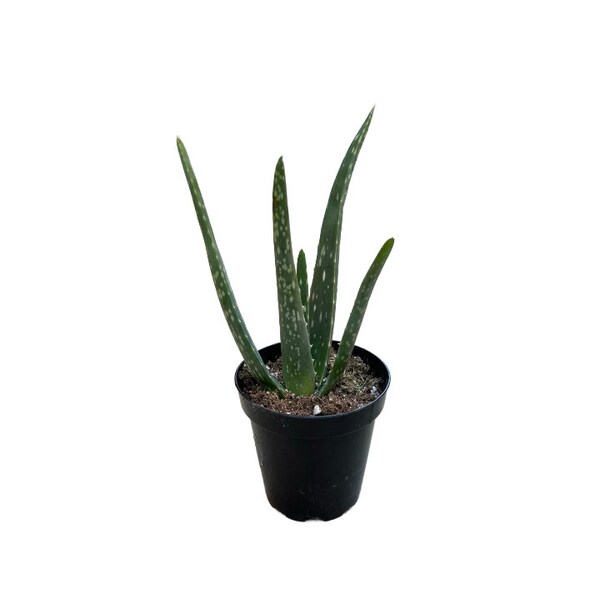 Aloé Véra | 4 pouces | Aloe Barbadensis | Plante succulente vivante | Plante d'intérieur | Plante d'appartement