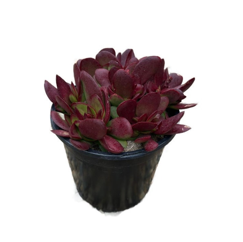 NativeWestCalifornia Crassula platyphylla - Thumbnail 3