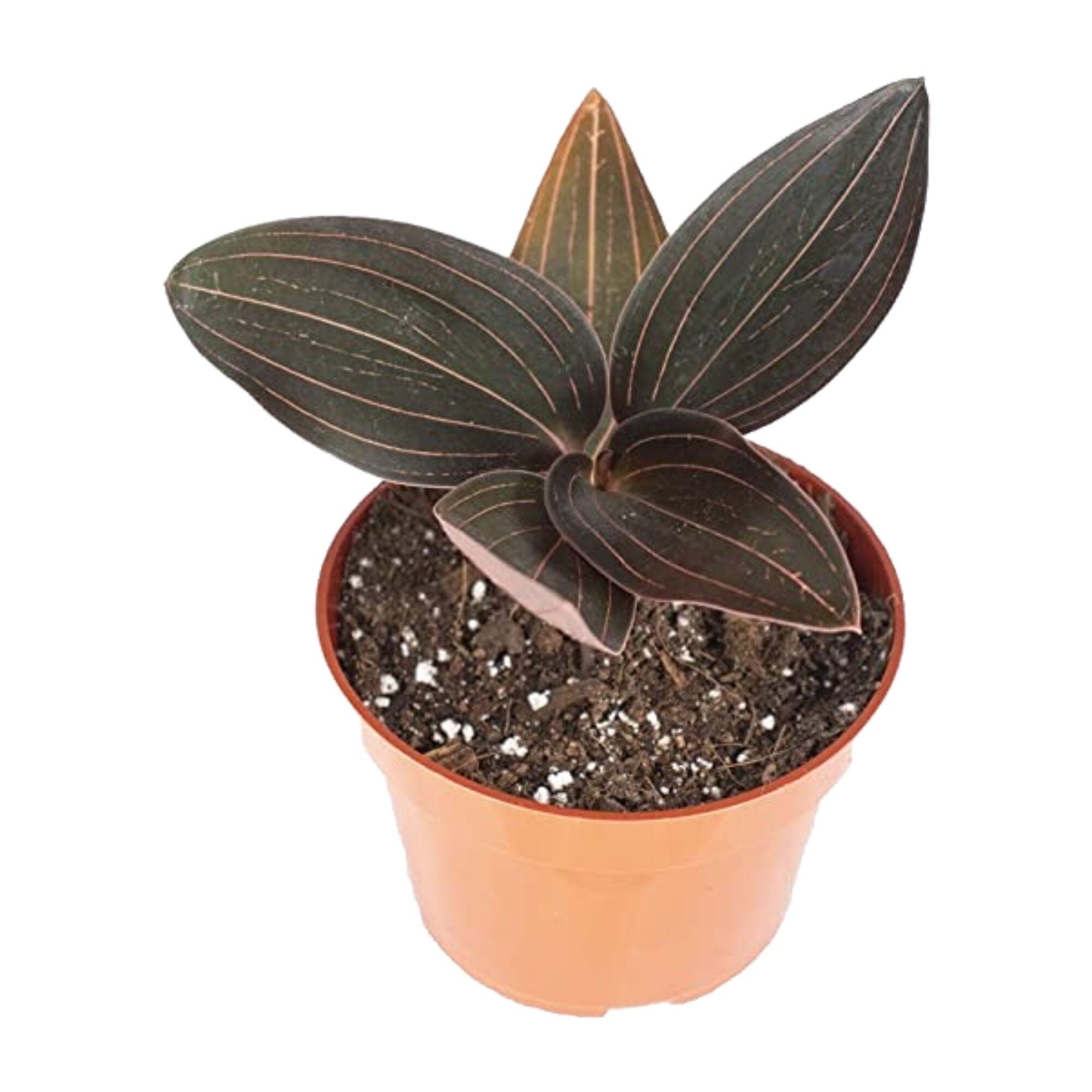 Black jewel orchid plant