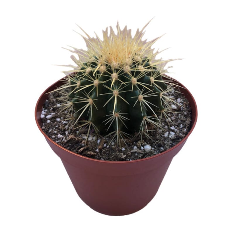 NativeWestCalifornia Golden Barrel Cactus - Thumbnail 3