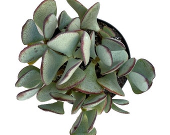 Silver Dollar Jade Plant | 6 inch | Crassula | Live Succulent Plant | Indoor Plant | House Plant | Drought Tolerant